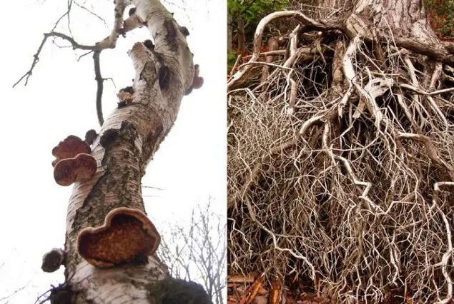 tree trunk on left, tree roots on right